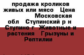 продажа кроликов живых или мясо › Цена ­ 500-700. - Московская обл., Ступинский р-н, Ступино г. Животные и растения » Грызуны и Рептилии   